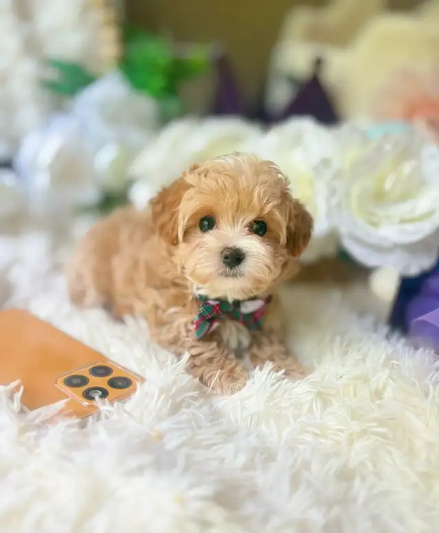 TeddyBear Maltipoo puppy Mini tiny size (poodle/Maltese in Dogs & Puppies for Rehoming in City of Toronto - Image 2