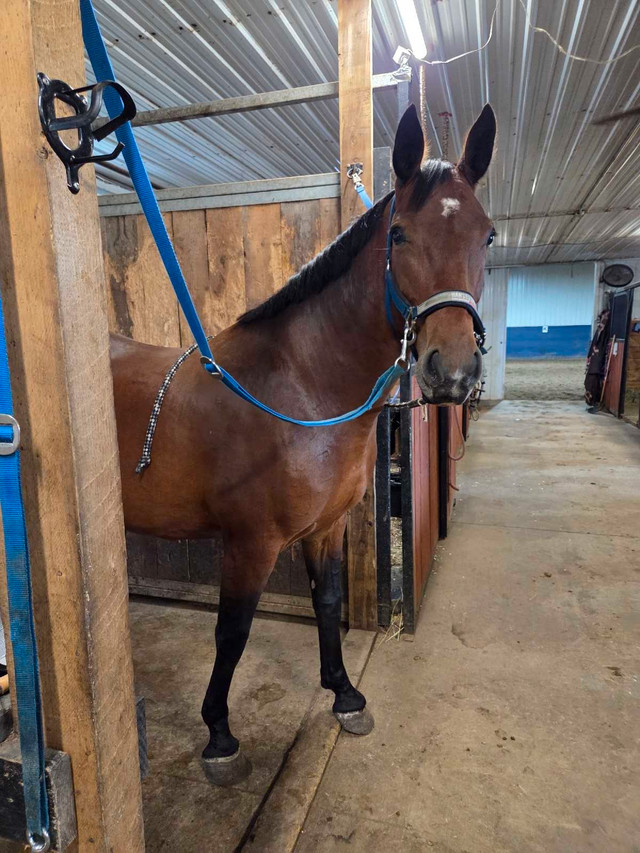 7 yr Warmblood mare in Horses & Ponies for Rehoming in Strathcona County - Image 3