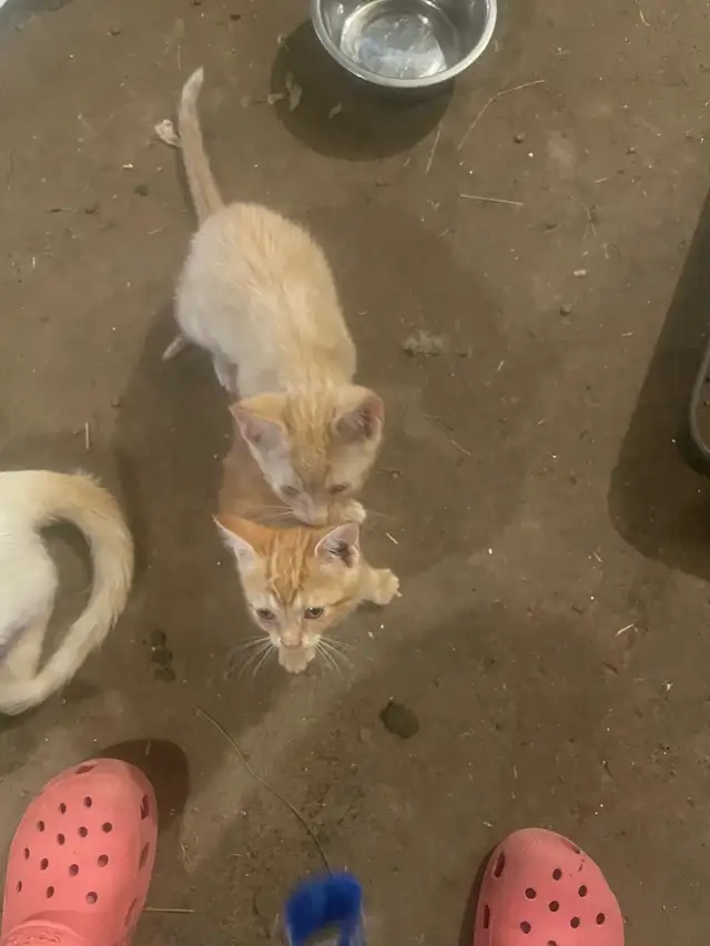Farm Kittens