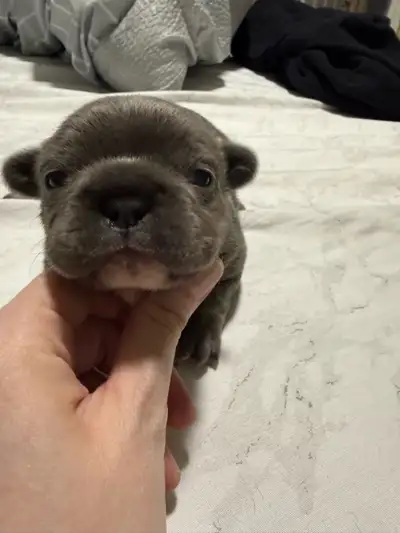 Blue French Bulldog Puppies ready to go May 28!, View more