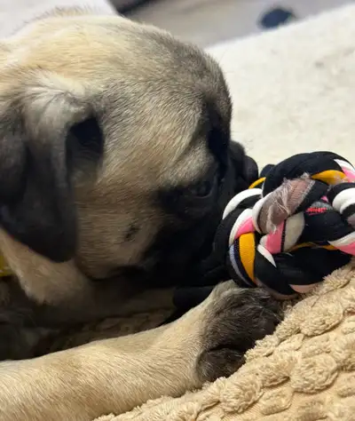 pug puppy, View more