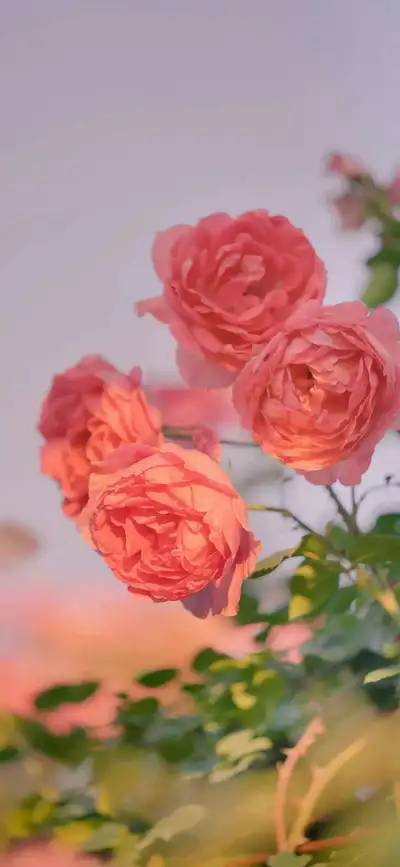 New Therapist massage, View more