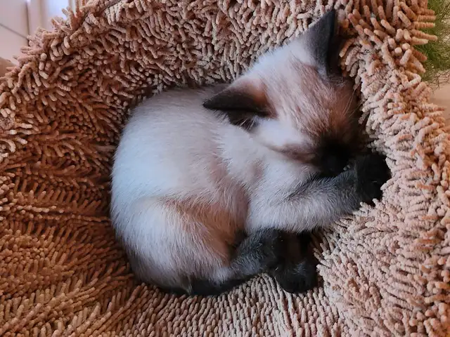 chatons Siamois in Cats & Kittens for Rehoming in Shawinigan - Image 4