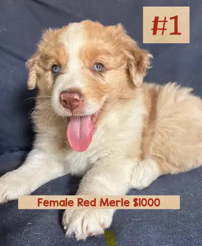 Australian shepherd puppies, View more