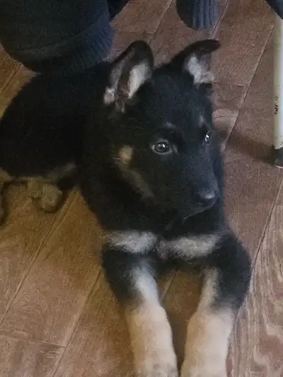 Chiot berger allemand, View more