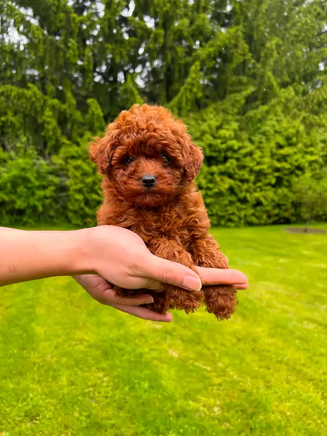 red toy poodle puppies looking for their Forever home in Dogs & Puppies for Rehoming in City of Toronto - Image 4
