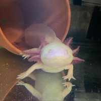 Axolotl