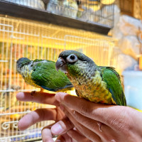 Baby conures hand feeding friendly and tamed! 