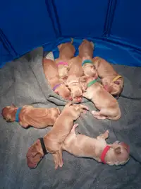 Golden retriever puppies 1girl7boys