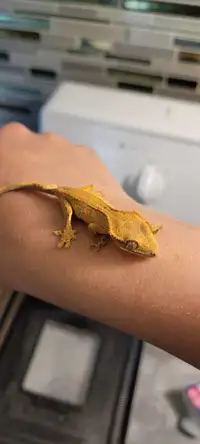 Baby crested gecko-PENDING