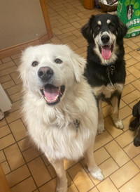 Bernese Great Pyrenees dogs