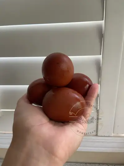 Dozen of French black copper Marans hatching eggs, View more