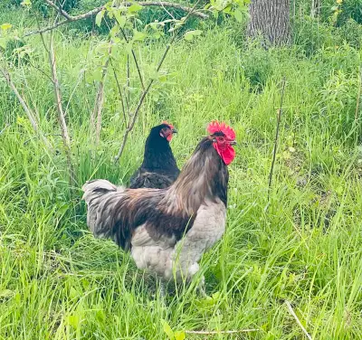 Hatching eggs available. Jersey giant. Large dual purpose breed. Friendly and docile. A great bird f...