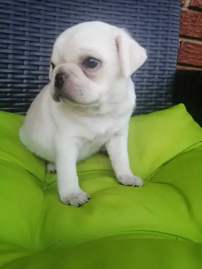 Pug puppies., View more