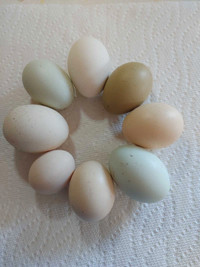 Hatching  colorful eggs