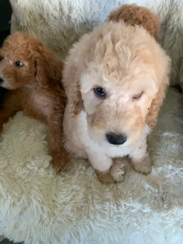 Beautiful smart standards poodle puppies in Dogs & Puppies for Rehoming in Vancouver - Image 7