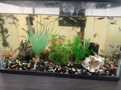 aquarium and fish, View more