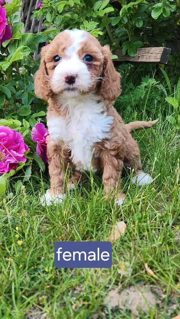 mini golden doodles in Dogs & Puppies for Rehoming in Stratford - Image 5