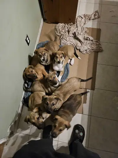 EXOTIC ROTTWEILER/GERMAN SHEPHERD/HUSKY MIX PUPPIES, View more