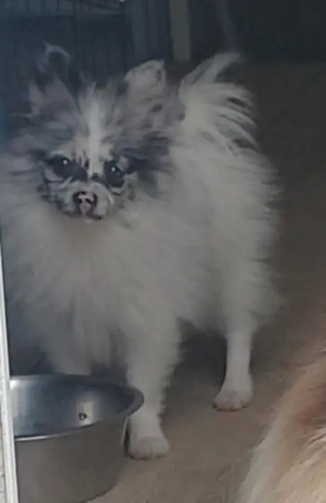 chiot pomeranien prêt à quitter ! Tout inclus ! in Dogs & Puppies for Rehoming in Granby - Image 2