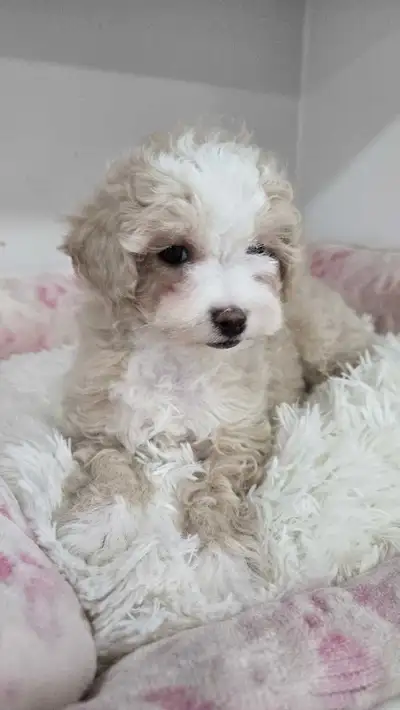 Toy Maltipoo Puppies Ready to go, View more