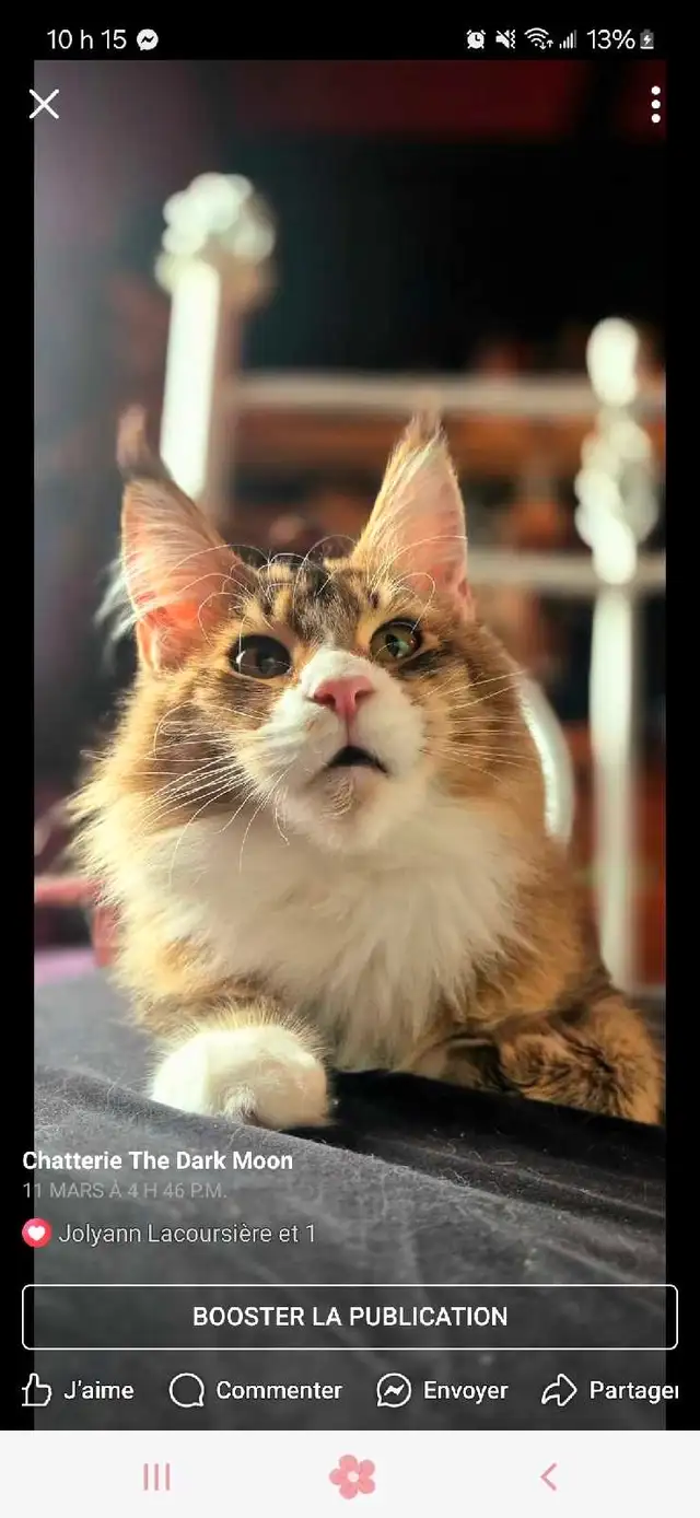 main coon chaton