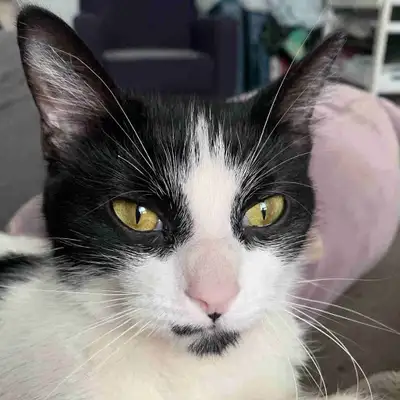 Cat for rehoming, View more