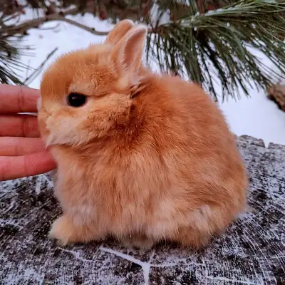 Merry Christmas and Happy New Year! Attention: Please read the ad carefully. If the ad is up, bunnie...