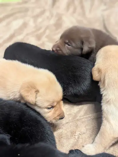 Purebred Lab puppies - CKC, DNA tested, View more