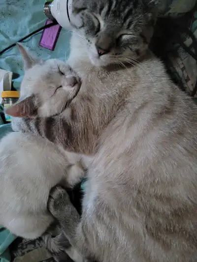 Siamese Kittens, View more