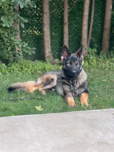 one year old male healthy German shepherd, View more