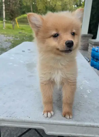 Pomeranian for sale, View more