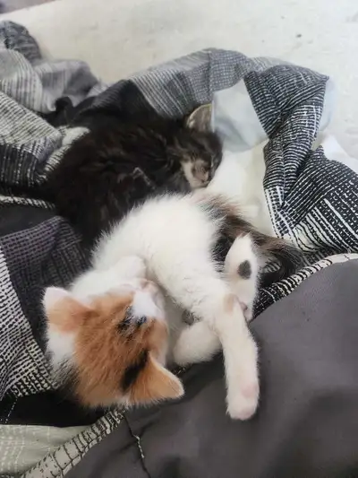 looking for unwanted baby kittens, View more