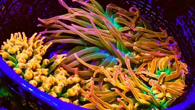 Also have indo rock flower anemones, acid rain bubble tips, ultra rainbows, and lots of other coral...