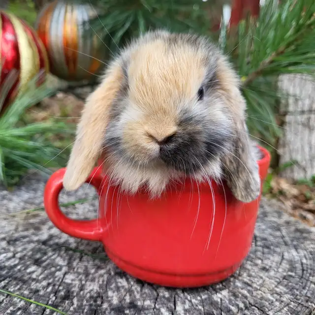 EXTRAORDINARY Netherland dwarf,  mini rex, Holland lop bunnies in Small Animals for Rehoming in Mississauga / Peel Region - Image 11