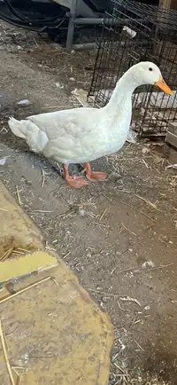 Pekin male duck 