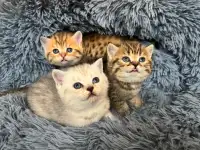 ❤️Adorable British Scottish shorthair kittens boys❤️❤️❤️