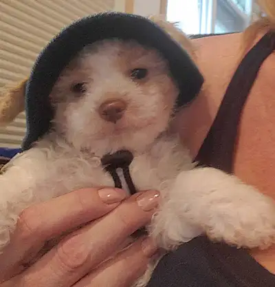 Adorable CAVACHON (King Charles Spaniel X Bichon Frise), View more