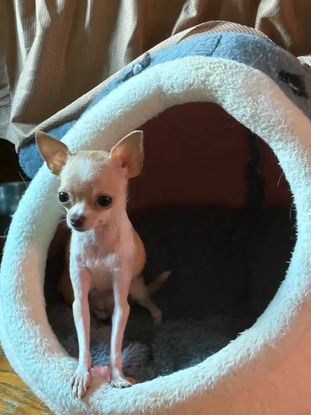 UNAVAILABLE Off Charts Micro Chihuahua Adult in Dogs & Puppies for Rehoming in City of Toronto - Image 4