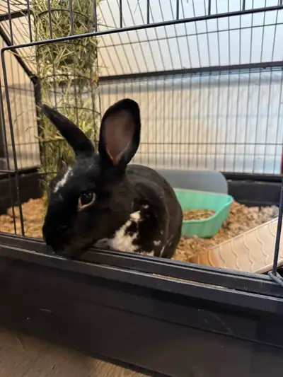 Pet Bunny - Free to good home, View more