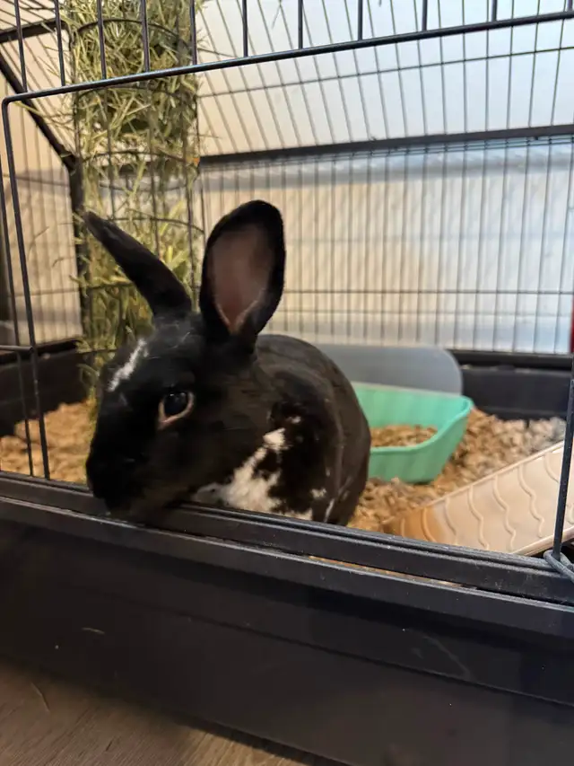 Pet Bunny - Free to good home in Small Animals for Rehoming in Sudbury - Image 2