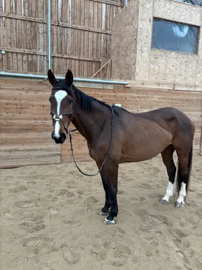 Beautiful warmblood mare, View more
