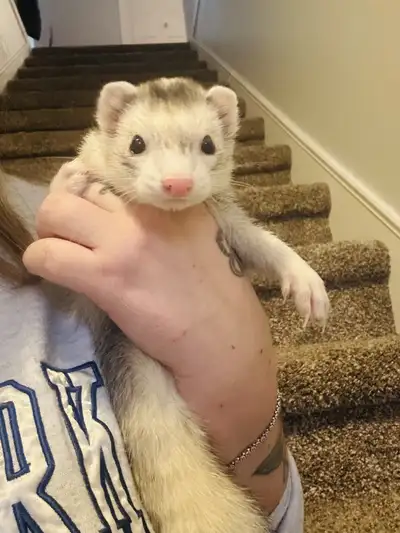 female ferret, View more