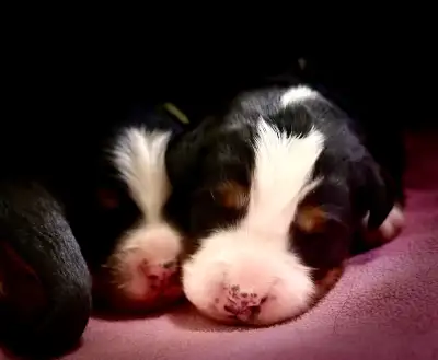Purebred Bernese. mountain dog puppies available. These puppies are raised in our home with our fami...
