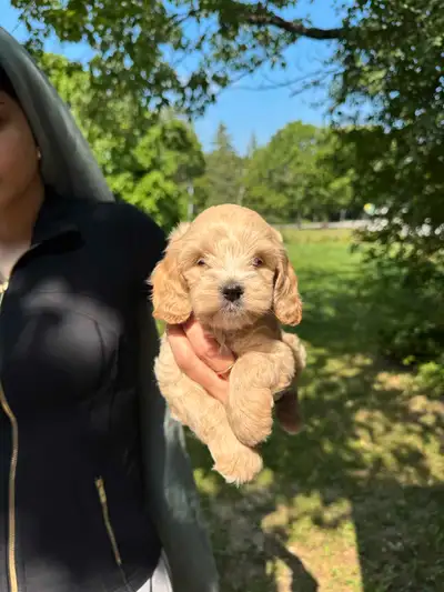 Gorgeous Mini Cockapoo Puppies Ready To Go, View more