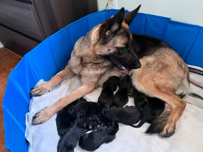 I have brand new King Shepherd and German Shepherd puppies ready for new homes! These adorable pups...