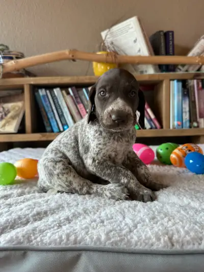 Stunning UKC German Shorthaired Pointer Puppies – Ready May 7, View more