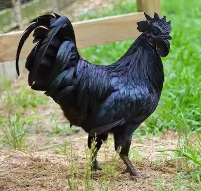 searching for an ayam cemani, View more