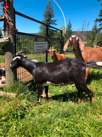 Small group of dairy goats for sale