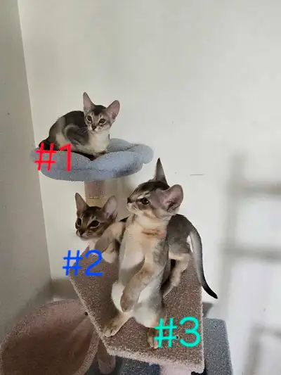 Abyssinian kittens , View more